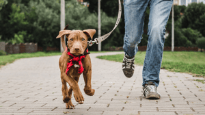 Dog being walked on a leash