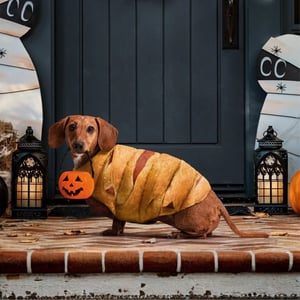 Pillsbury Crescent Mummy Dog Costume